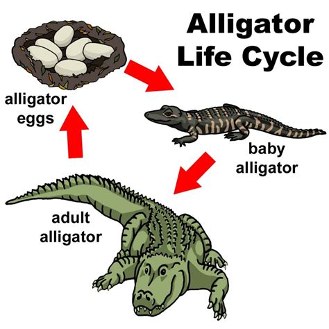 A Life Cycle Of A Crocodile