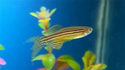 Zebra Danio How To Care How To Tell Its Gender Tank Mates Feeding