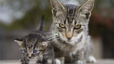 Utas Experts Kick Off Crowdfunding Campaign For New Feral Cat Trap