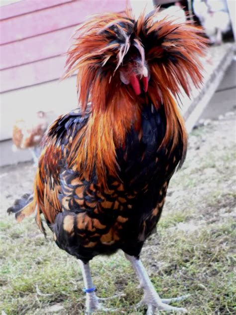 Their exact origins are unknown, however. Bytes: Black Chickens and More