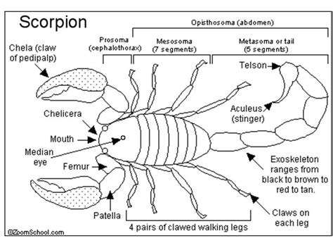 Scorpion Diagram