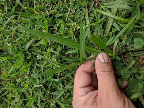 What Type Of Grass Is This Page 2 Lawnsite™ Is The Largest And