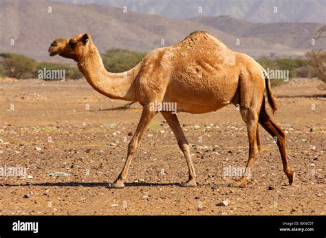 Semi Wild Dromedary Camelus Dromedarius Or Arabian Camel Roaming