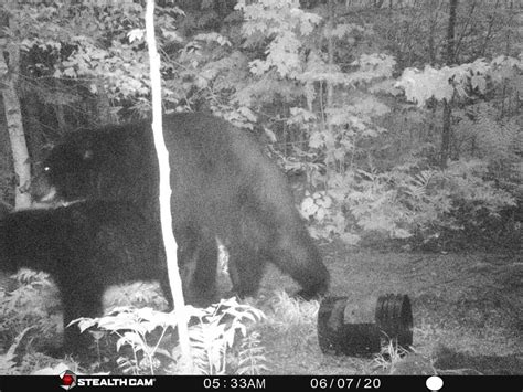 black bears mating on stealth cam trail camera