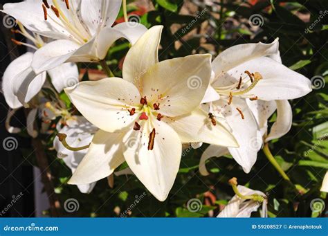 Cream Coloured Lilies Stock Image Image Of Perennial 59208527