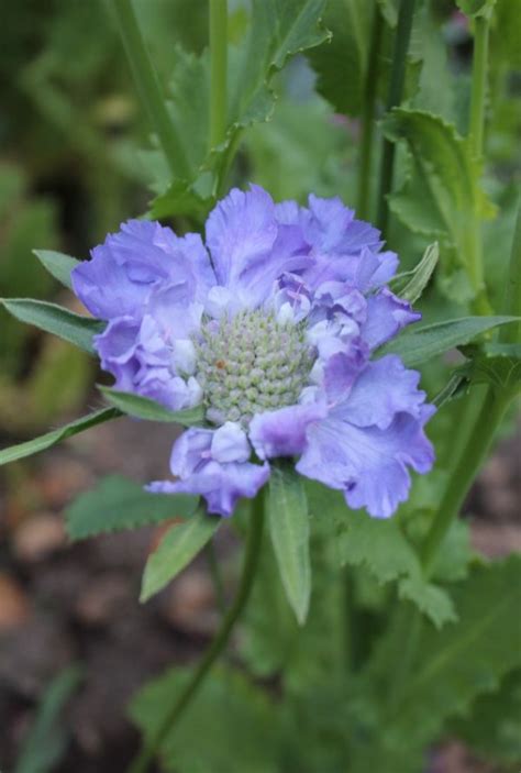 Scabiosa Fama Blue The Pincushion Floweri Love This In My Garden