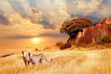 Serengeti - Ombeni African Safaris