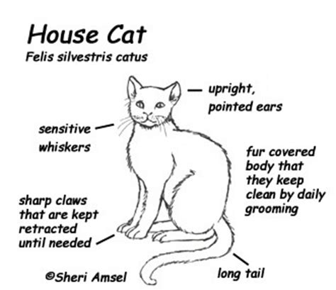 Learn vocabulary, terms and more with flashcards, games and other study tools. Cat -- Exploring Nature Educational Resource