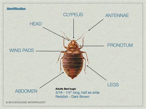 Bed Bug Anatomy And Facts