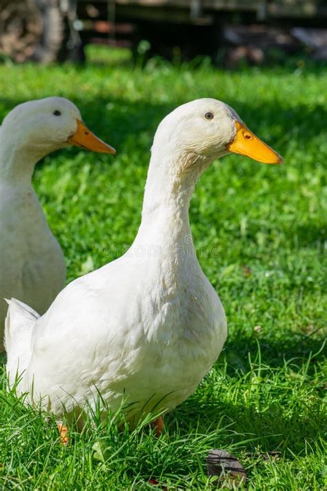 White Ducks Walking On Green Grass Meadow Stock Image Image Of Bright