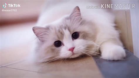 Amazing Cute Cats Collection Youtube