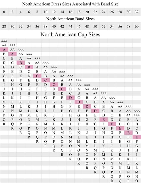 Bra Cup Size Chart Number
