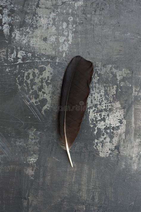 Raven Feather On Gray Abstract Bakgrund Fotografering För Bildbyråer