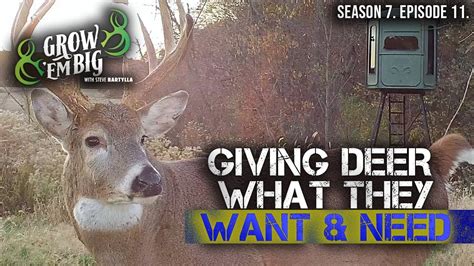 Understand Whitetail Behavior For Better Deer Hunting Youtube
