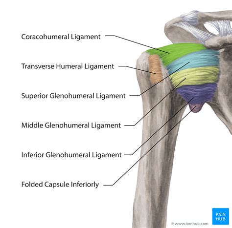Which are fused to all sides of the capsule except the inferior margin Shoulder Joint - Anatomy, Muscles, Ligaments & Movements ...