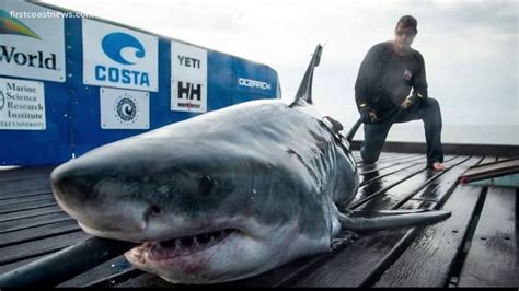 Tagged Great White Shark Spotted Off Ocean City Md And New Jersey
