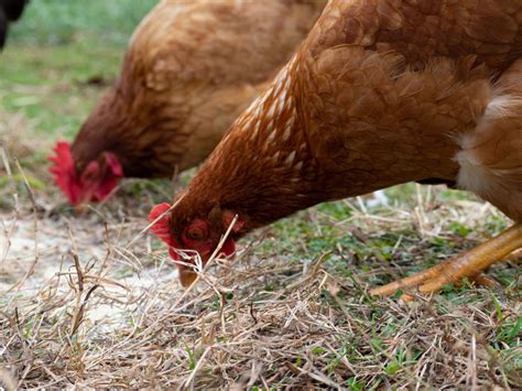 Pasture Raised Chickens Freedom Ranger Hatchery