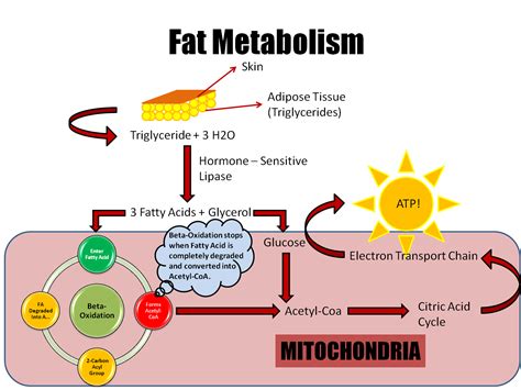 What You Should Know About Metabolism