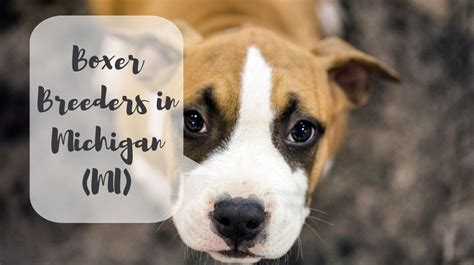 Boxer Breeders In Michigan Mi Boxer Puppies For Sale Lovingearth Co