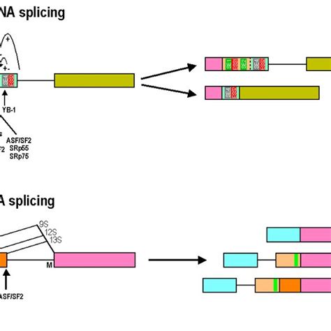 types of viral and mammalian alternative rna splicing examples of download scientific diagram