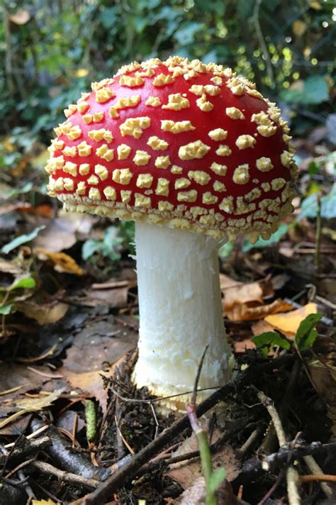 Amanita Muscaria Fly Agaric From Last Autumn Mycology