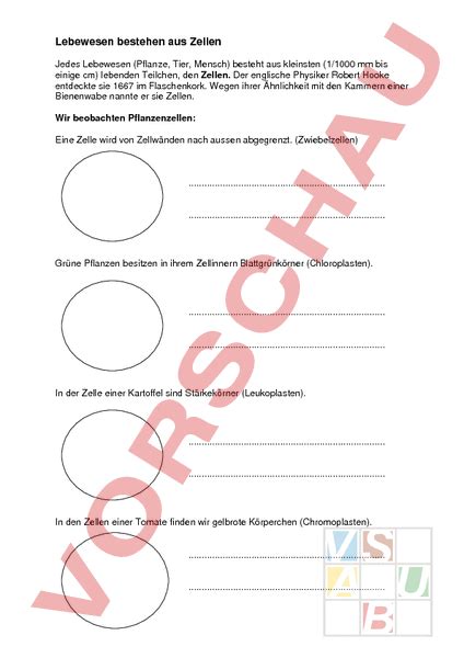 Als symbole wählt man kleine buchstaben, wie bei rezessiven genen. Arbeitsblatt Über Zellen : Arbeitsblatt: Die ...