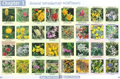 Guide To The Wildflowers Of Western Australia 3rd Ed Australian