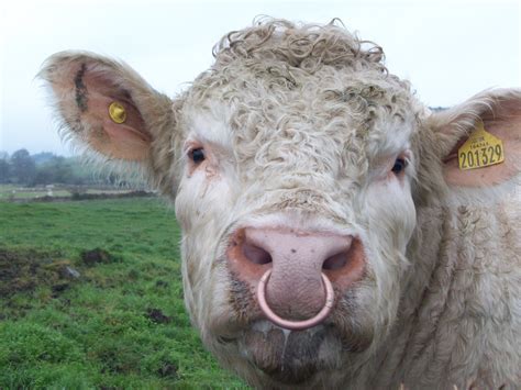 This flame spirit is vulnerable to explosions and ice attacks. Charolais Bull with Ring in Nose | Flickr - Photo Sharing!