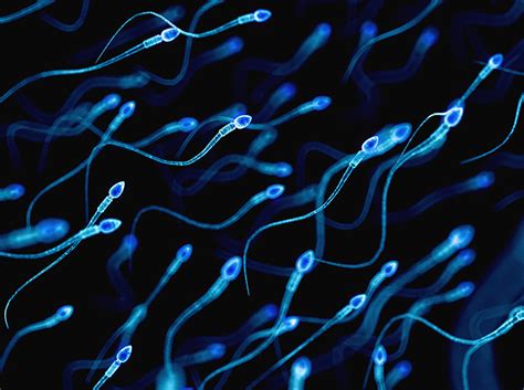 How Dna Crossovers Can Drive Both Healthy And Abnormal Sperm Formation