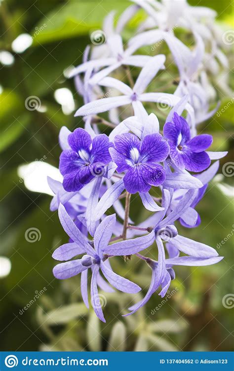 Beautiful Purple Flowers In The Garden Queen S Wreath