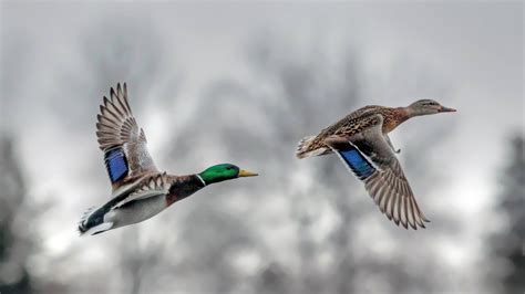 Mallard Pair In Flight Beautiful Birds Animals Mallard