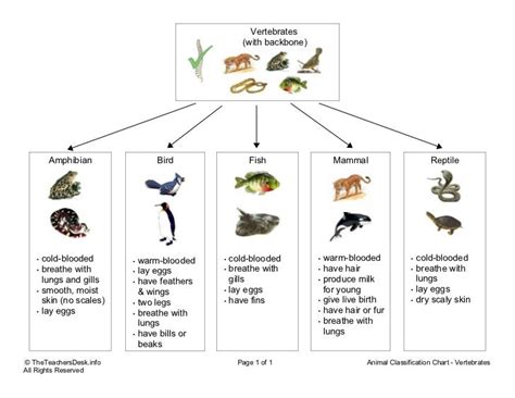 Chart vertebrates