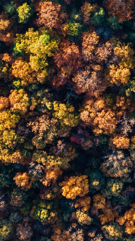 Autumn Forest Wallpaper 4k Aerial View Autumn Trees
