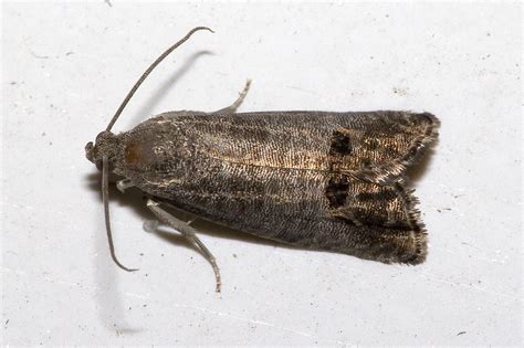 Managing Codling Moth In Montana Western Agricultural Research Center