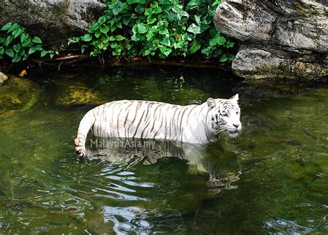 White Tiger Picture Of The Week