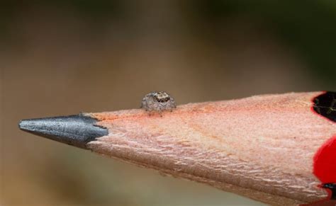 7 New Peacock Spiders Are Tiny Shiny And Spectacularly Colourful Cbc News