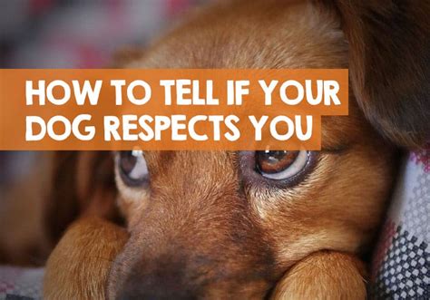 9 Things Your Deceased Pet Wants You To Know 9 Things Your Deceased