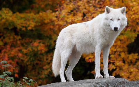 Wallpaper Wildlife Wolf Season Fauna Vertebrate Saarloos Wolfdog