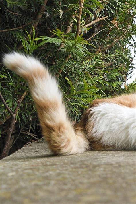 Why Do Cats Wag Their Tails While Lying Down 6 Reasons