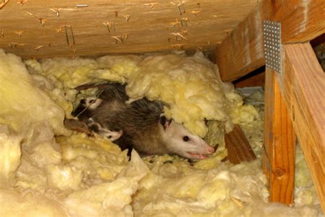 Possum In The Attic Humane Removal Of Possums In The Attic Of Your House