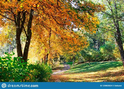 Yellow Autumn Maple Tree In The City Park Autumn Landscape Stock