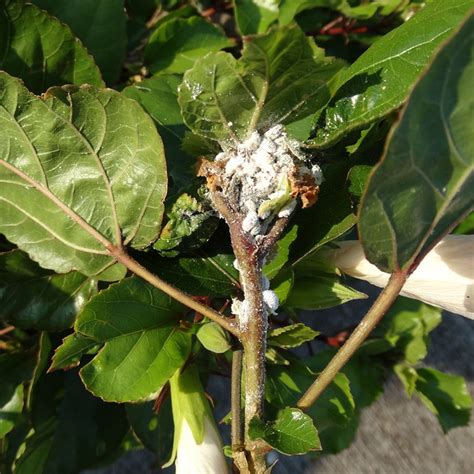 How To Get Rid Of Mealybugs Naturally Ultimate Guide Bugwiz
