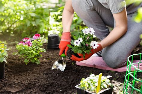 When Is The Best Time To Start A Garden A Beginner Gardeners Guide