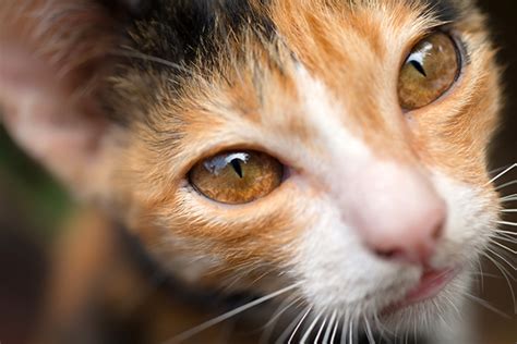 Cats Eye Colors Explained Cat Tales
