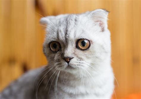Gray Striped Scottish Fold Kitten Stock Image Image Of Animal Cute