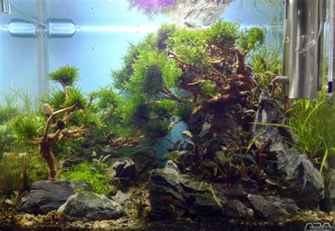 When you're placing anything into the tank make sure you are placing it gently into the tank. Bonsai Cube - Flowgrow Aquascape/Aquarium Database