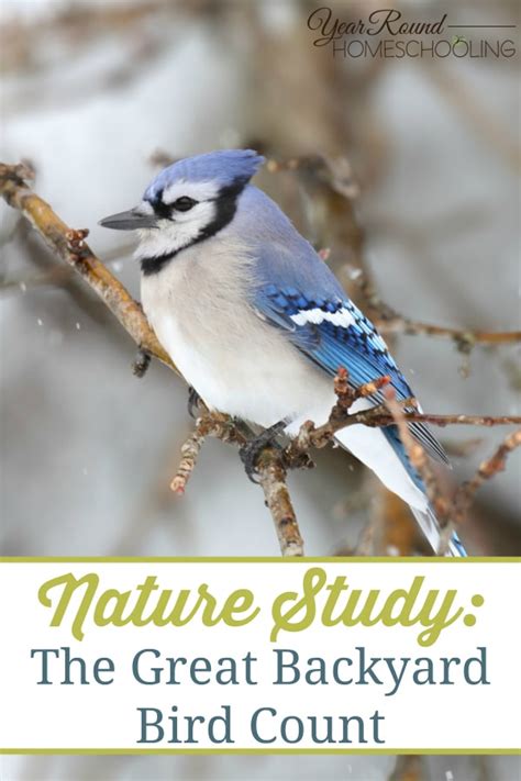 Nature Study The Great Backyard Bird Count Year Round Homeschooling