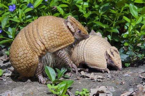 Southern Three Banded Armadillo Tolypeutes Matacus Stock Image