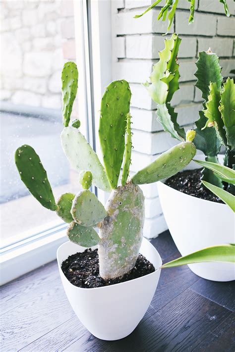Five Easy To Care For Houseplants A Beautiful Mess