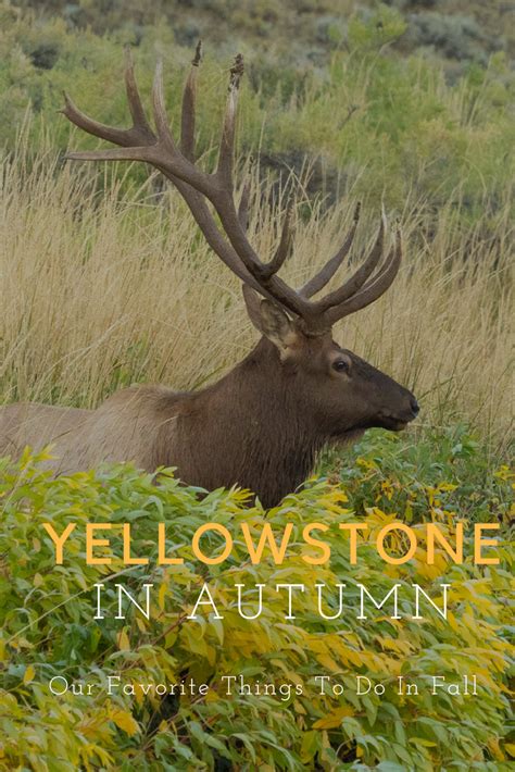 yellowstone camping yellowstone vacation grand teton national park yellowstone national park